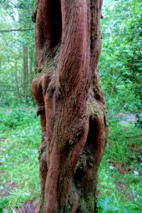 Metasequoia glyptostroboides - Trebah Garden - Cornwall, England - DSC01269