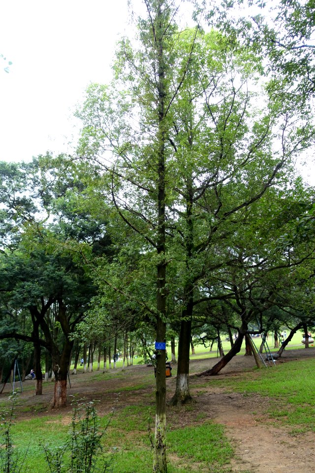 Metasequoia glyptostroboides - Chengdu Botanical Garden - Chengdu, China - DSC03566