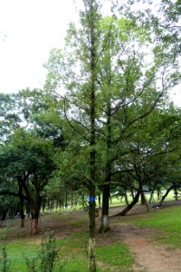 Metasequoia glyptostroboides - Chengdu Botanical Garden - Chengdu, China - DSC03566 photo