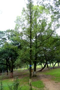 Metasequoia glyptostroboides - Chengdu Botanical Garden - Chengdu, China - DSC03566
