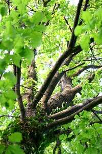 Foliage leaves tree spring