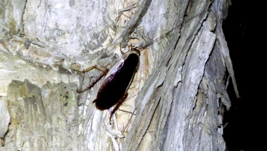Methana parva
