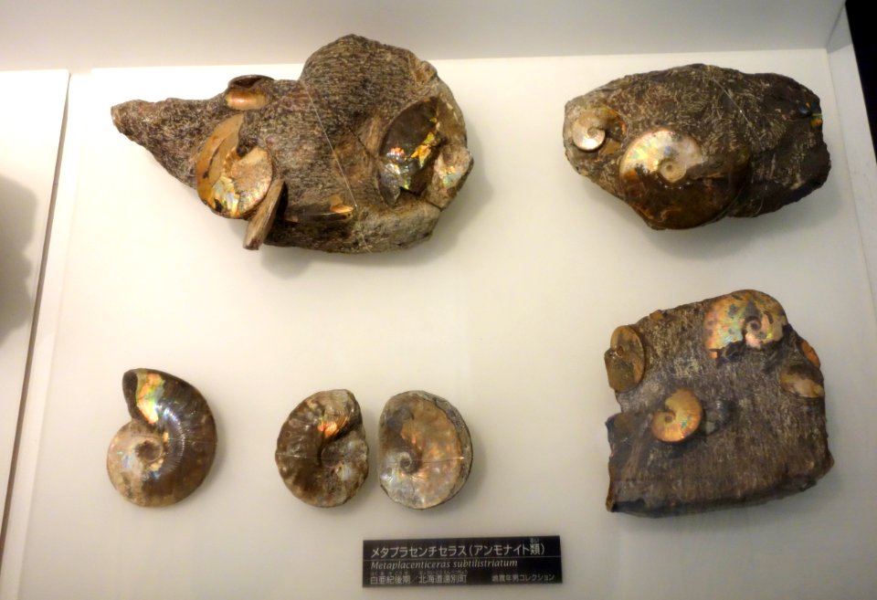 Metaplacenticeras subtilistriatum - National Museum of Nature and Science, Tokyo - DSC06973