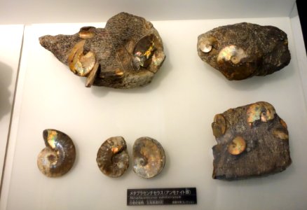Metaplacenticeras subtilistriatum - National Museum of Nature and Science, Tokyo - DSC06973