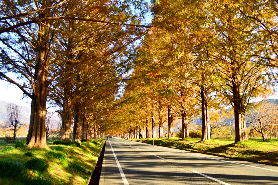 Metasequoia Namiki in 2019