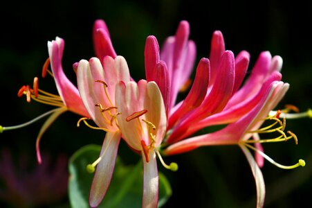 Climber plant nature entwine