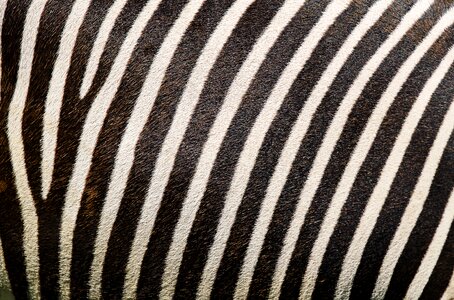 Zebra print stripes fur photo