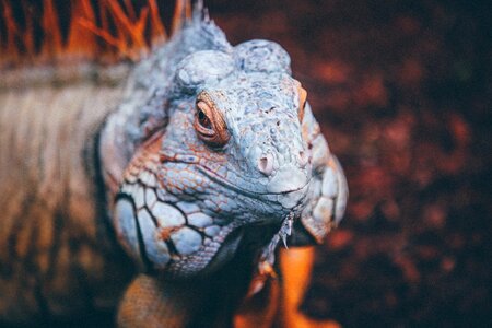 Lizard macro reptile photo