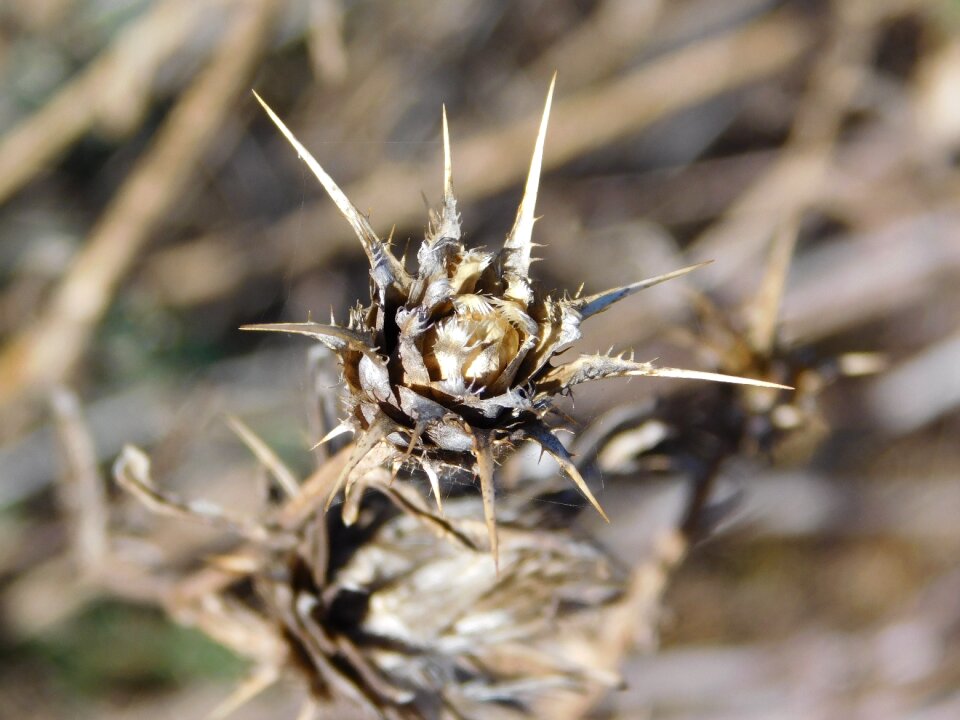 Cactus flower badlands