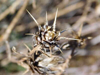 Cactus flower badlands