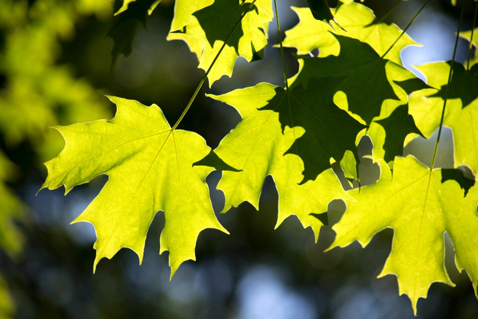 Nature summer trees