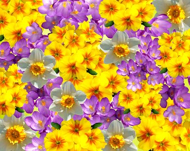 Primrose flowers plant