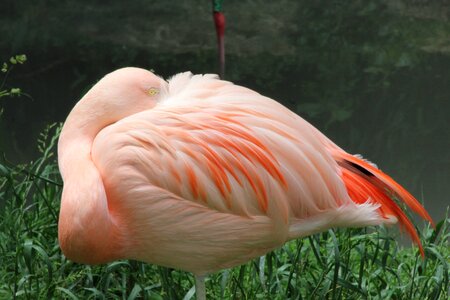 Pink pink flamingo water bird