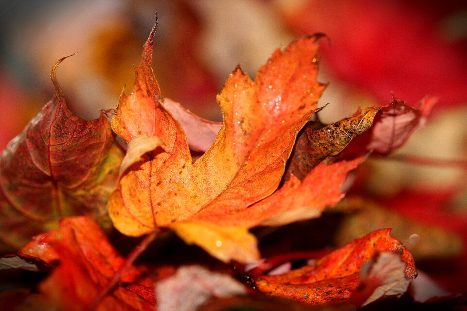 Nature red orange