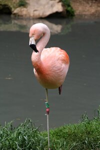 Pink flamingo water bird plumage photo