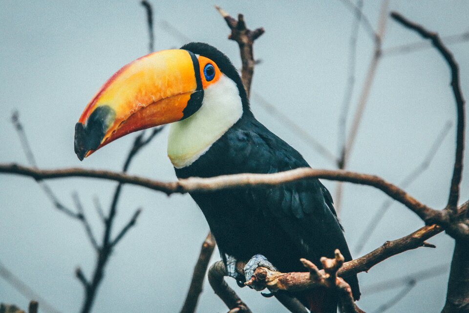 Beak bird branches photo