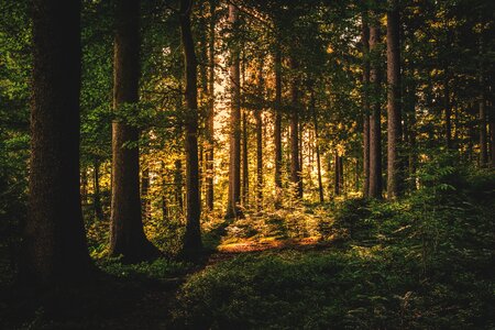 Evergreen forest grass