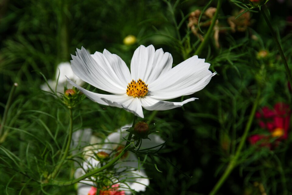 Cosmos garden summer