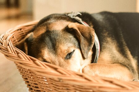 Cute dog domesticated