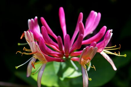 Climber plant nature entwine