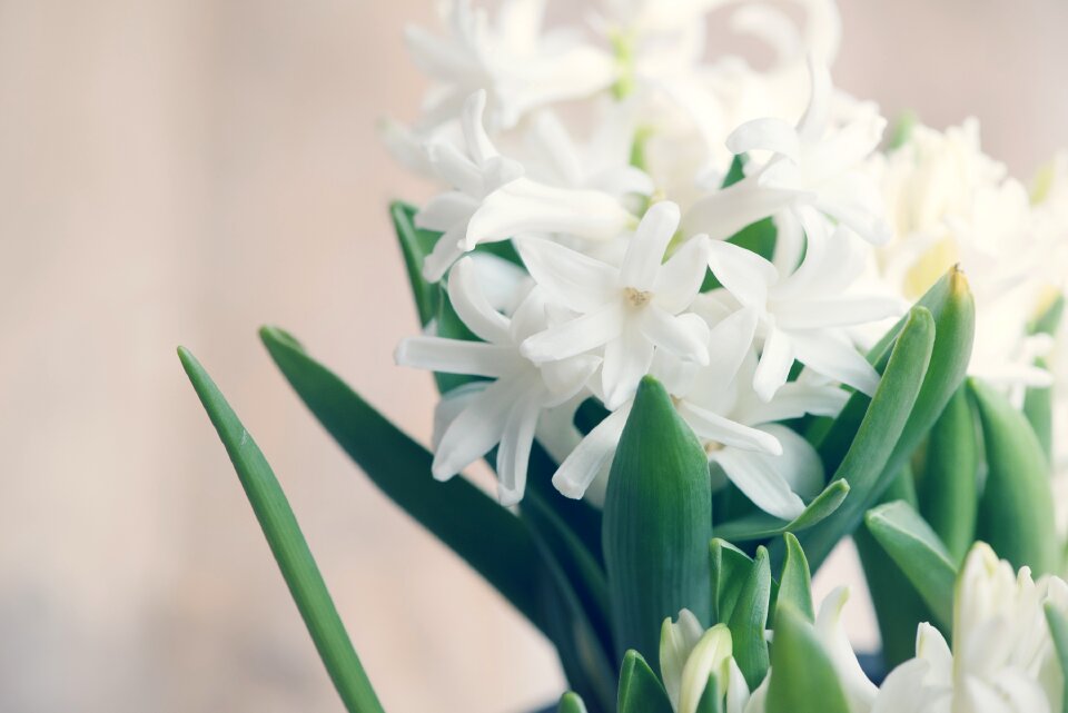 White fragrant flower spring flower
