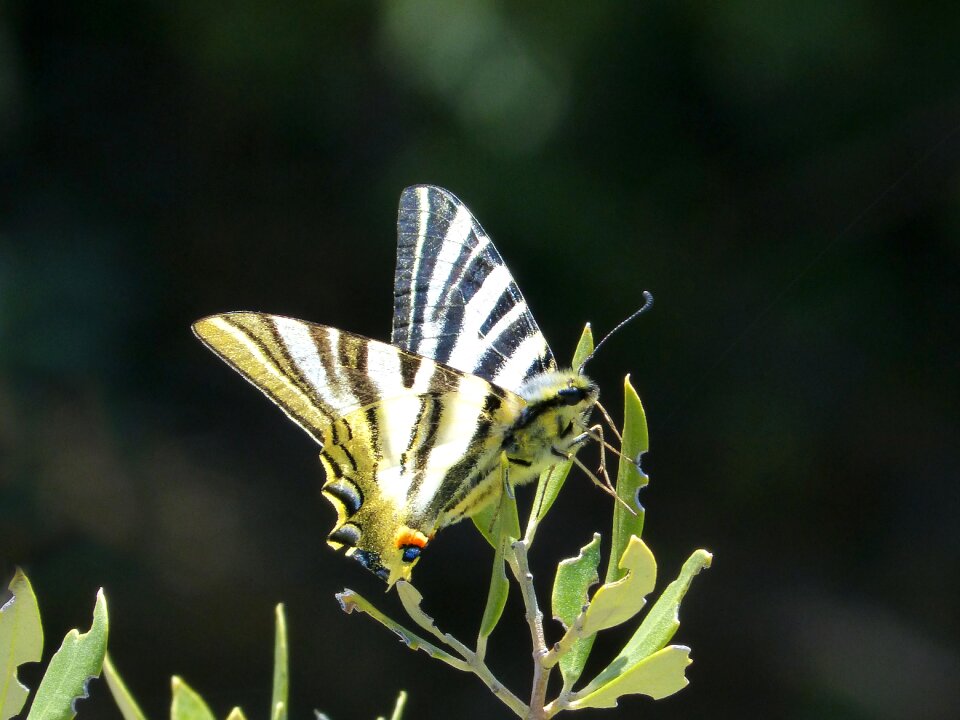 Machaon butterfly queen butterfly