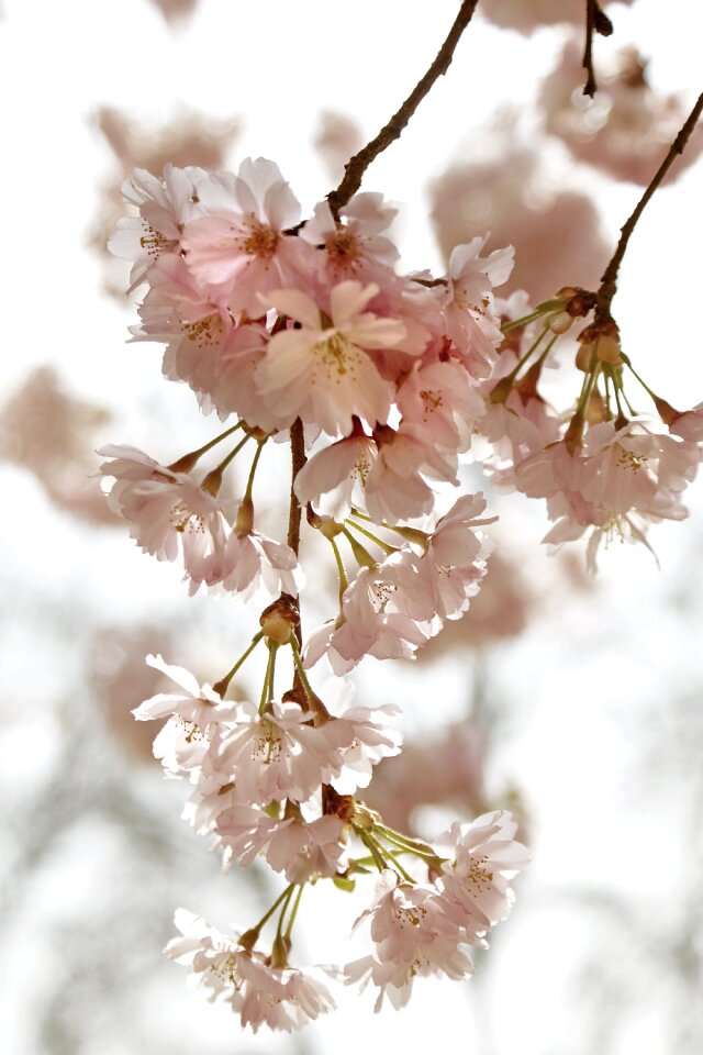 Flowers nature backlighting