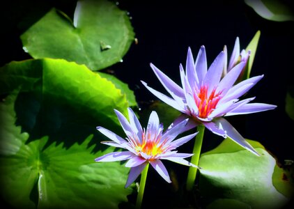 Water pond bloom