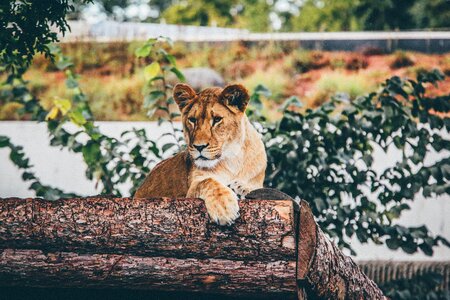 Logs wild cat wildlife photo