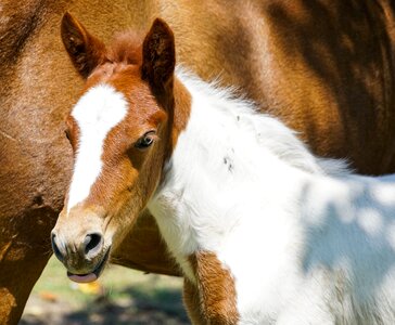 Farm ranch foal photo