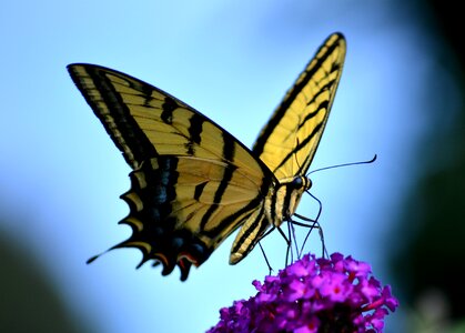 Nature tiger swallowtail sunlight