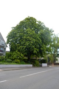Marxheim, Kastanie in der Rheingaustraße