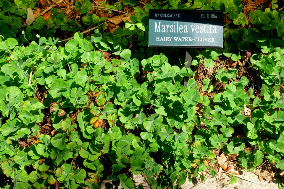 Marsilea vestita - Marie Selby Botanical Gardens - Sarasota, Florida - DSC01742