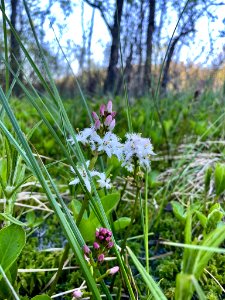 Marsjön naturreservat Menyanthes trifoliata