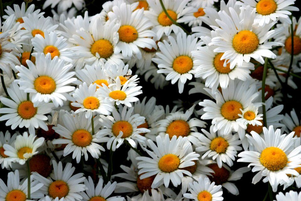Whites bouquet many