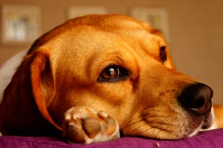 Paw color animal
