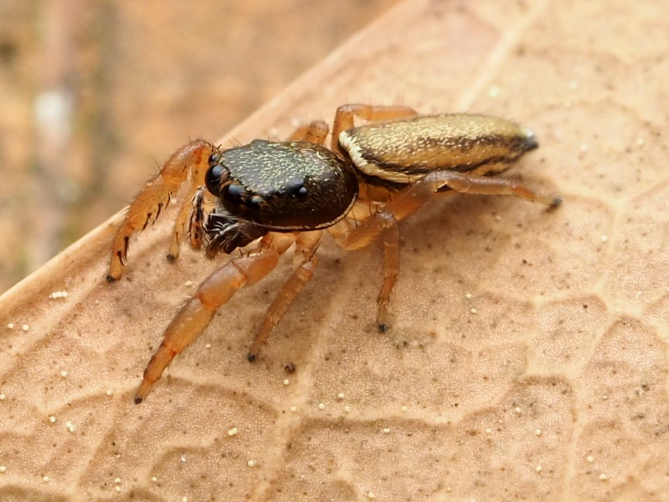 Marpissa grata 114575392
