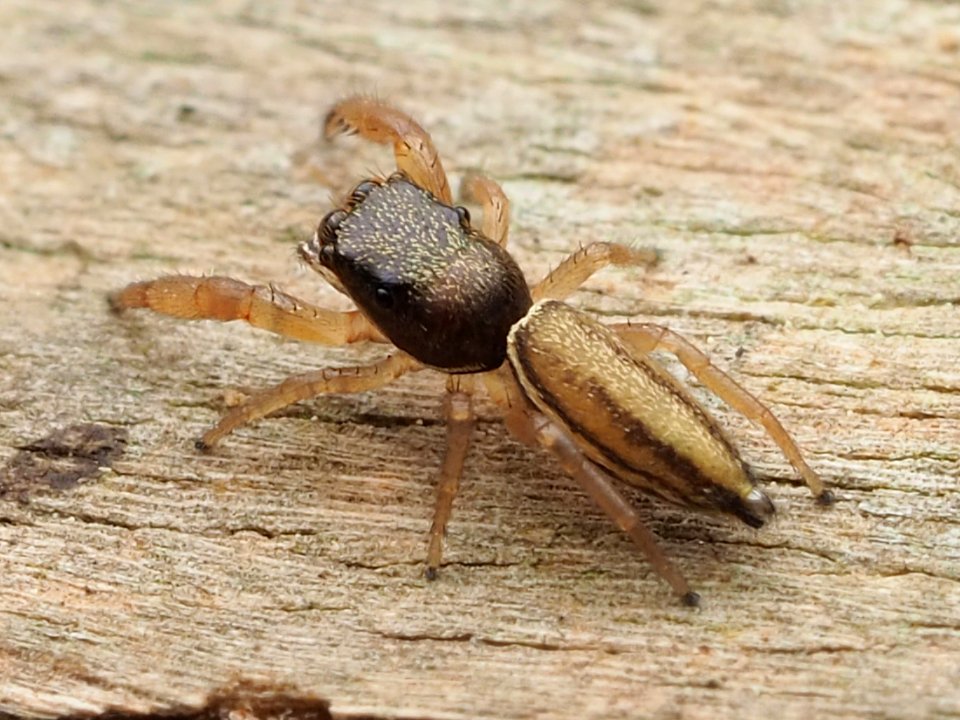 Marpissa grata 114632721