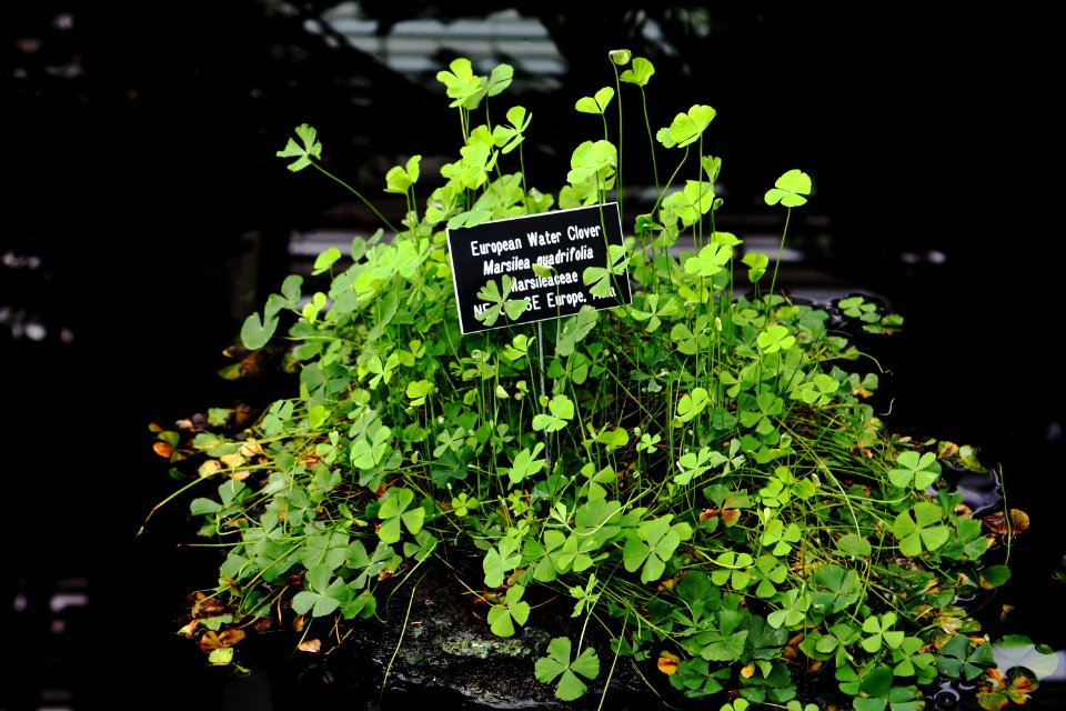 Marsilea quadrifolia plants