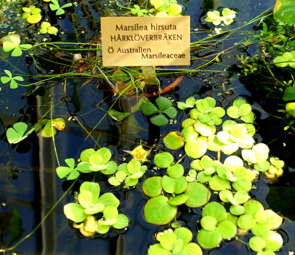 Marsilea hirsuta - Victoriahuset, Bergianska trädgården - Stockholm, Sweden - DSC00253