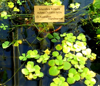 Marsilea hirsuta - Victoriahuset, Bergianska trädgården - Stockholm, Sweden - DSC00253