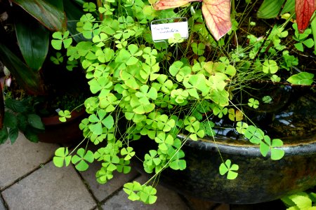 Marsilea quadrifolia - Conservatory of Flowers - San Francisco, CA - DSC03145