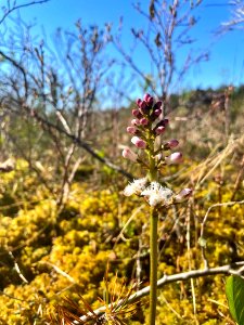 Marsjön Menyanthes trifoliata