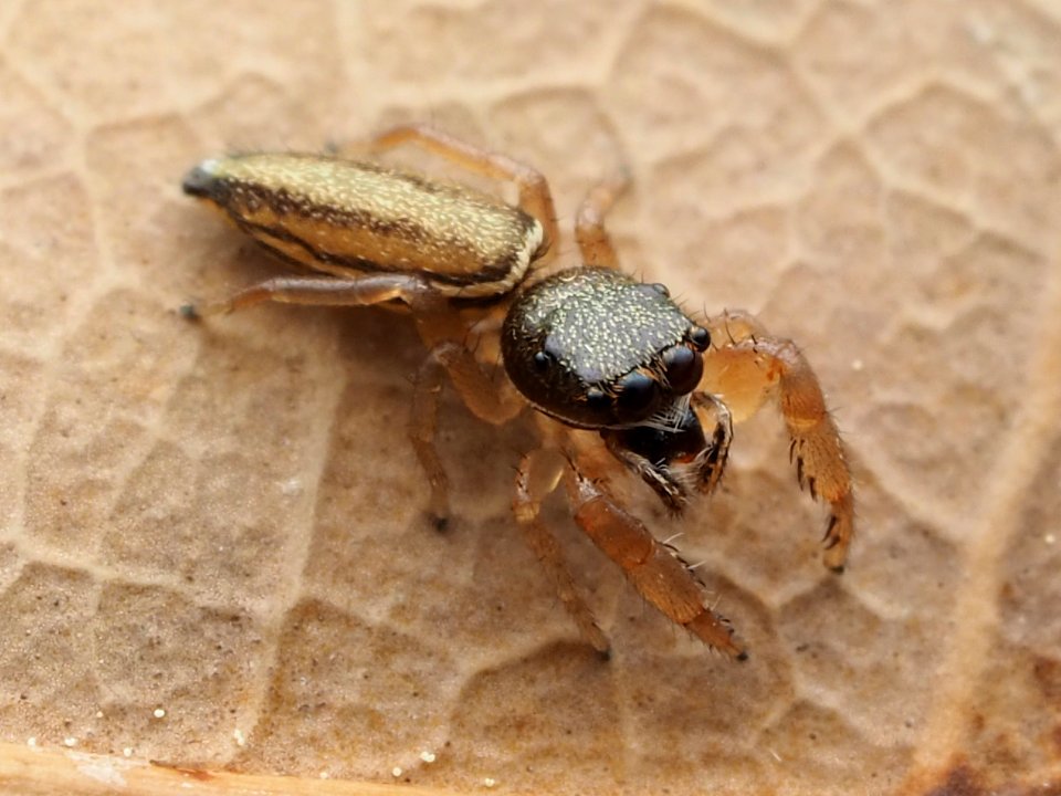 Marpissa grata 114575395
