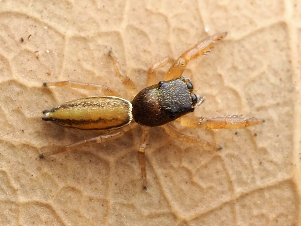 Marpissa grata 114575401