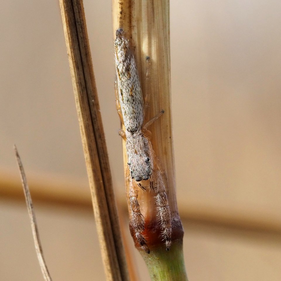 Marpissa pikei 116151695