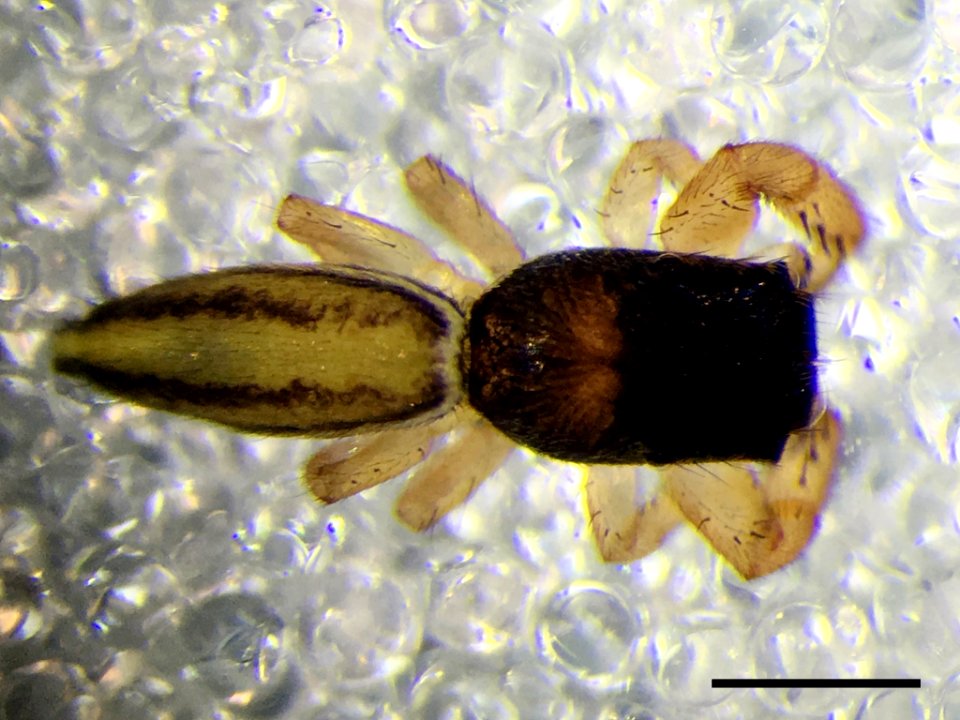 Marpissa grata 114575492