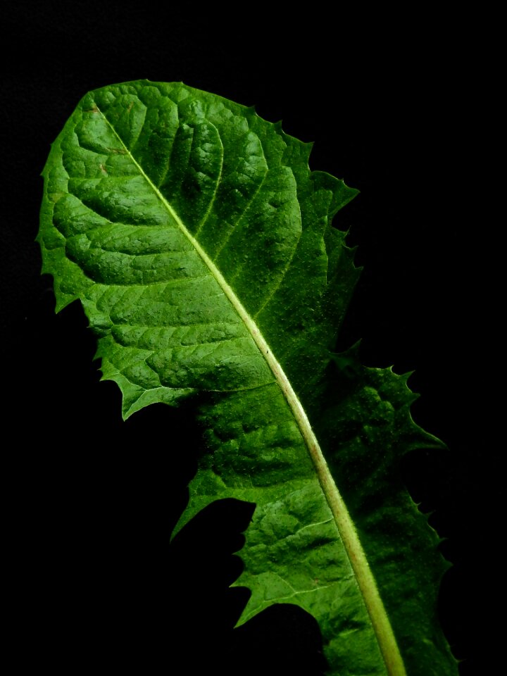 Dandelion green weed
