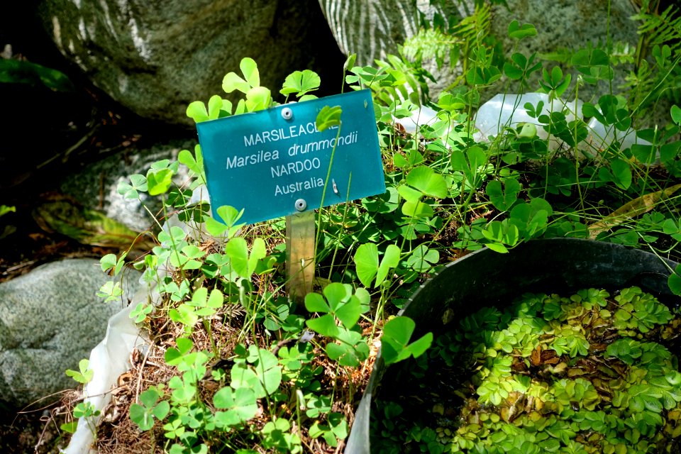 Marsilea drummondii - Mildred E. Mathias Botanical Garden - University of California, Los Angeles - DSC02809