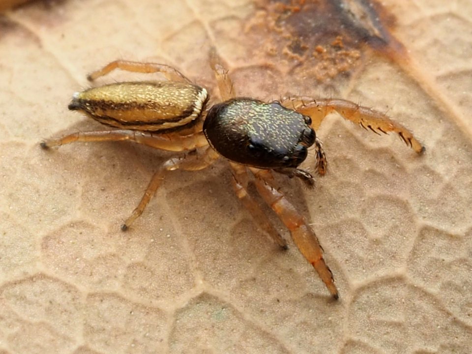 Marpissa grata 114575452